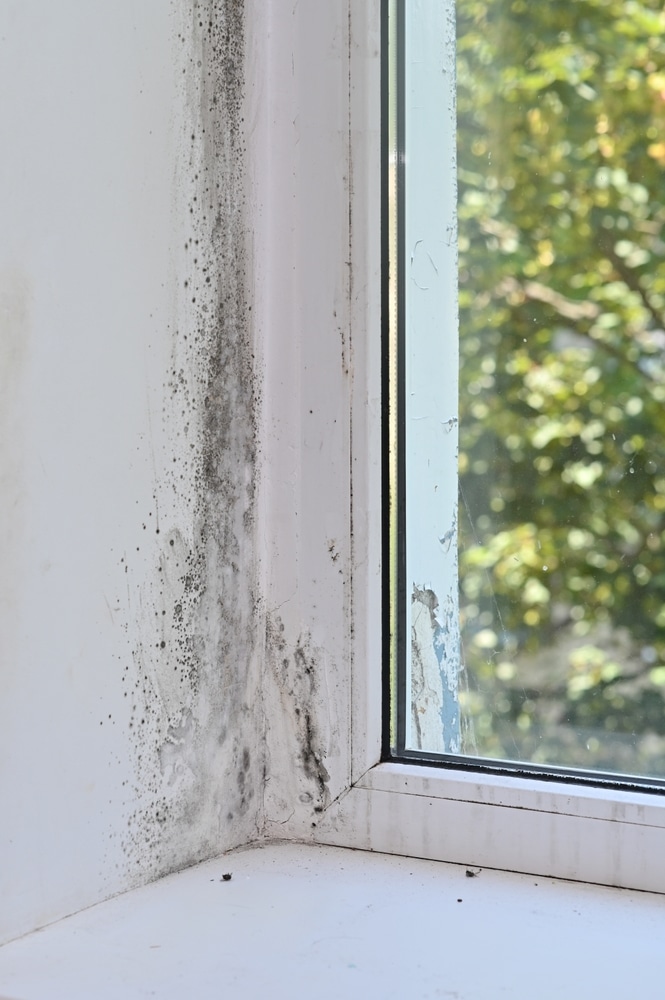 Moisissure Noire Fenêtre : Comment Traiter l'Humidité Moisissure noire sur le mur blanc et le cadre d'une fenêtre à cause de l'humidité et de la condensation.